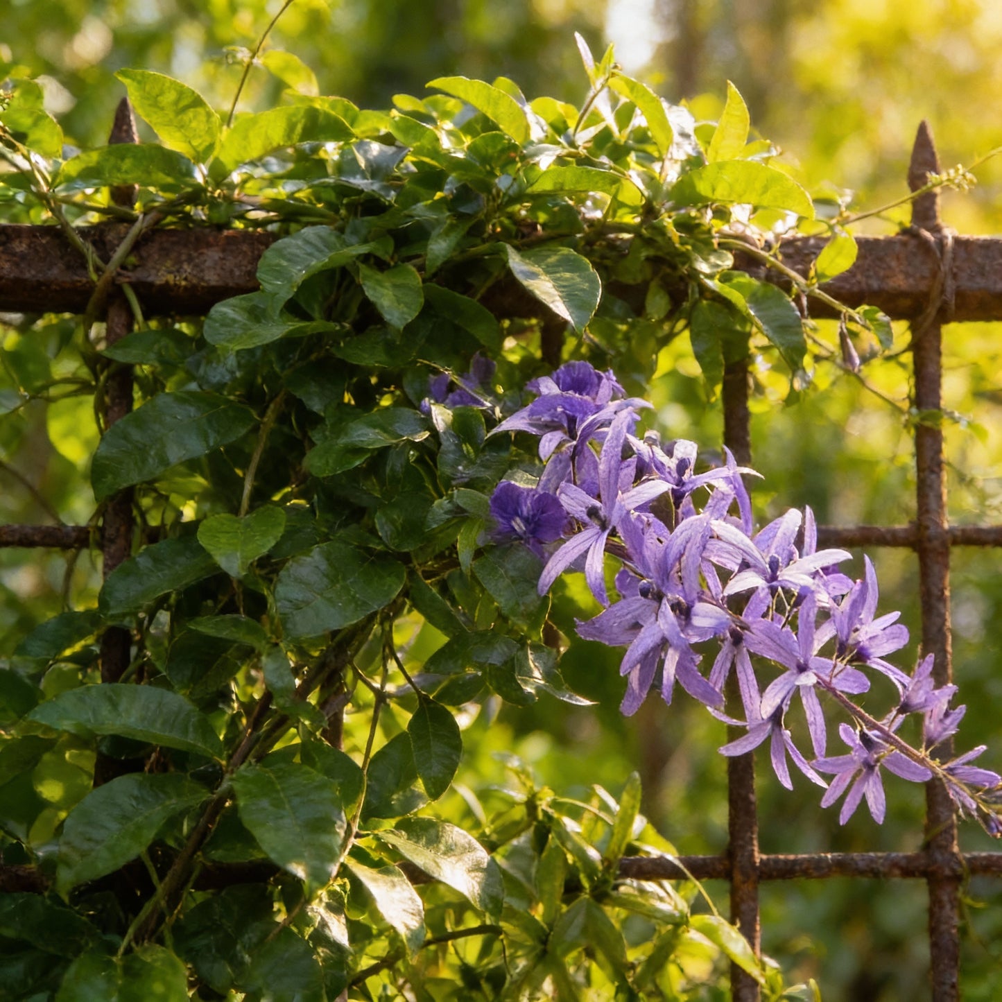 Petrea Volubilis Seeds for Planting – Purple Flowering Vine for Home Gardens