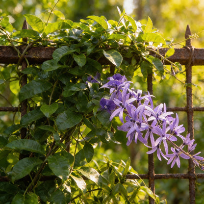 Petrea Volubilis Seeds for Planting – Purple Flowering Vine for Home Gardens