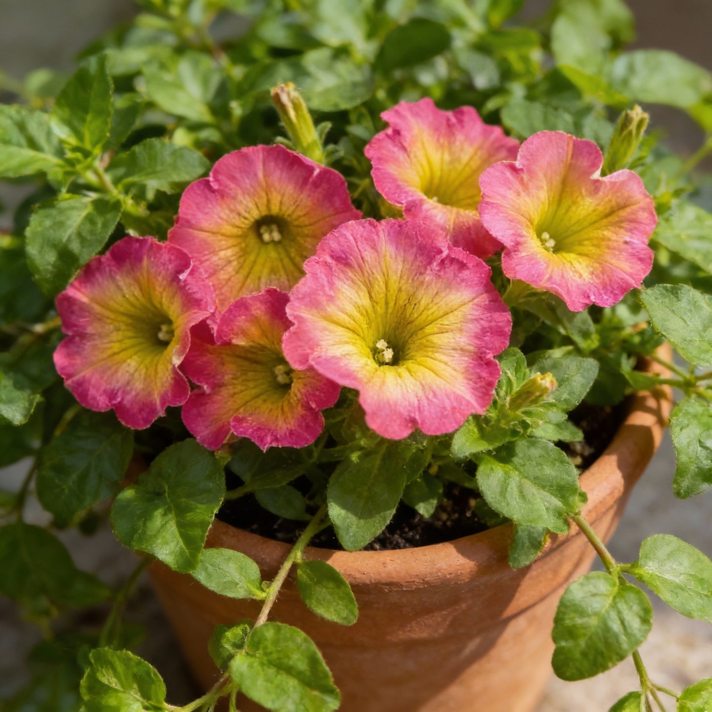 Petunia Supertunia Daybreak Charm Seeds for Planting – Showy Blooms for Baskets & Garden Beds