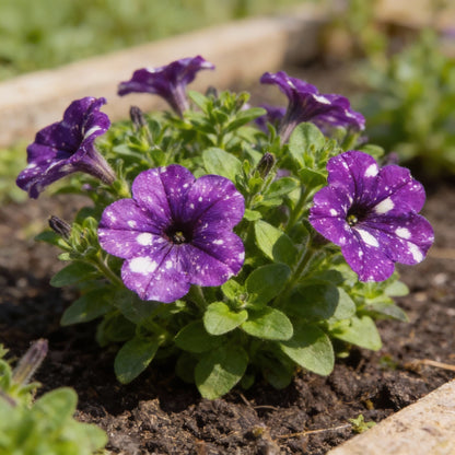 Rare Night Sky Petunia Flower Seeds