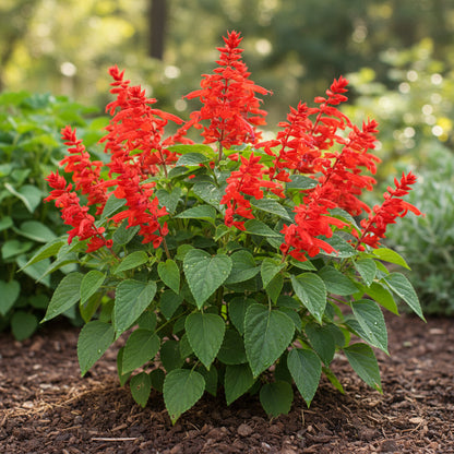 Pineapple Sage Seeds – Salvia elegans for Planting