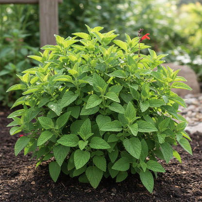 Pineapple Sage Seeds – Salvia elegans for Planting