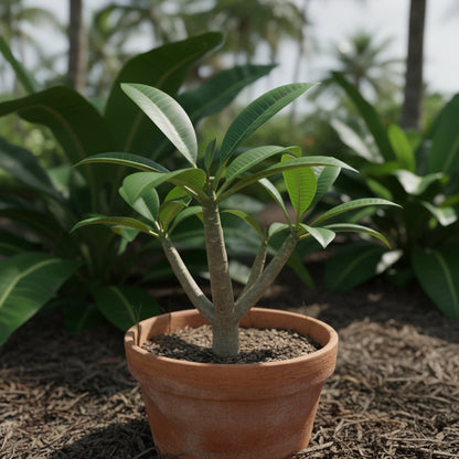 Mixed Colors Plumeria Rubra Flower Seeds for Planting (Frangipani) – Exotic Tropical Blooms