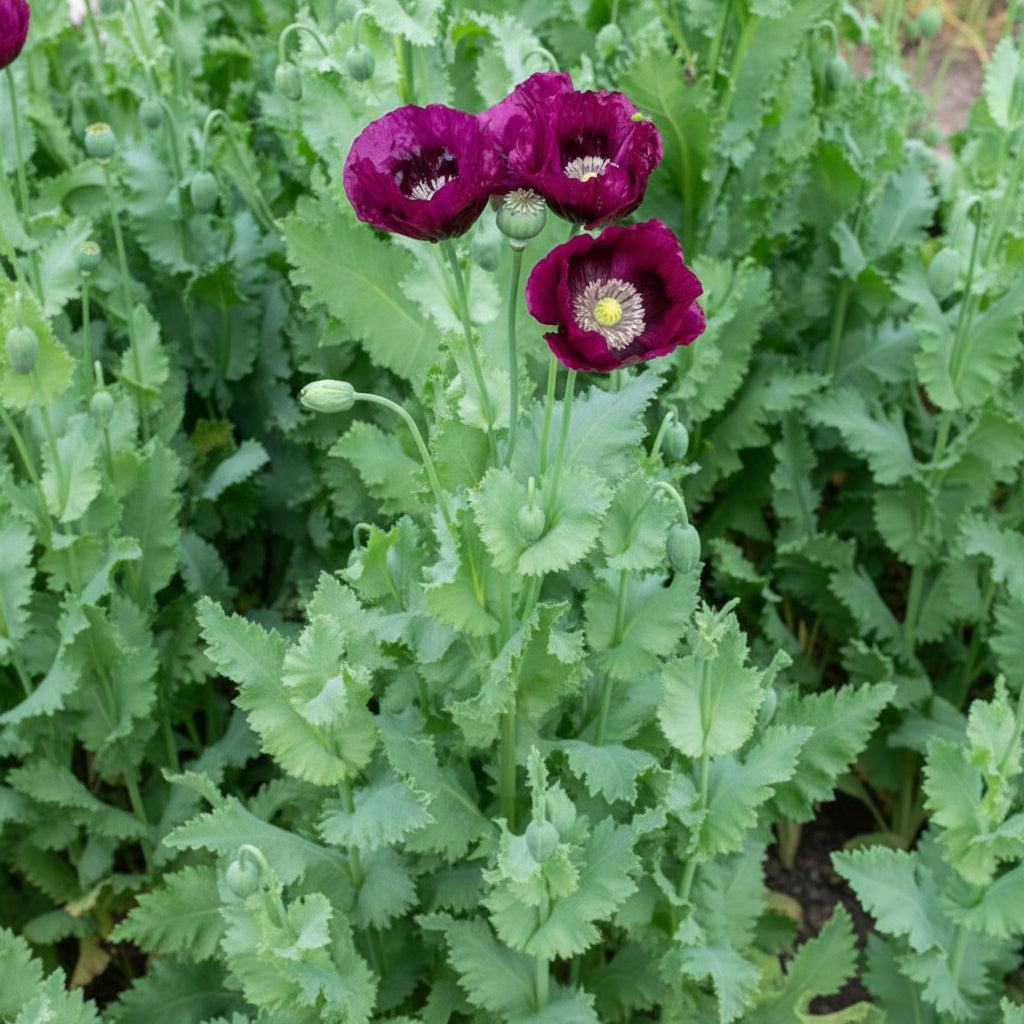 Poppy Papaver somniferum Lauren’s Grape Flower Seeds for Planting
