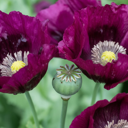 Poppy Papaver somniferum Lauren’s Grape Flower Seeds for Planting