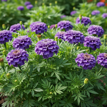 Purple Blue Marigold ‘Glinda’ Flower Seeds – Vibrant Long-Lasting Annual Blooms