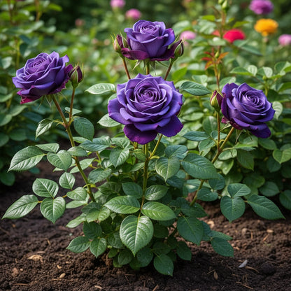 Purple Blue Rose Flower Seeds for Planting – Ornamental Blooms
