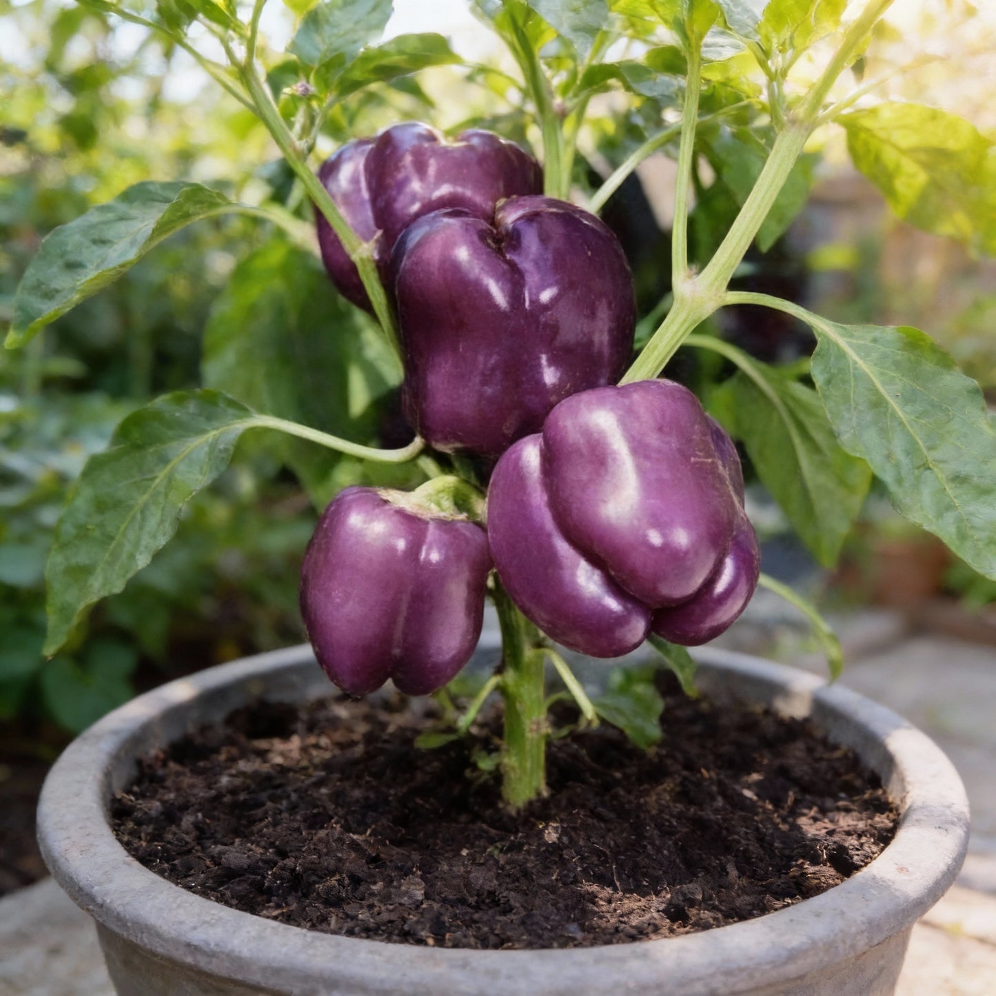 Capsicum Purple Vegetable Seeds for Planting