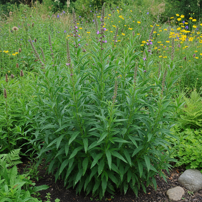 Purple Loosestrife Flower Seeds for Planting