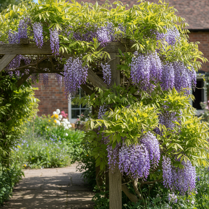 Purple Wisteria Seeds - Wisteria Flower Seeds for Garden