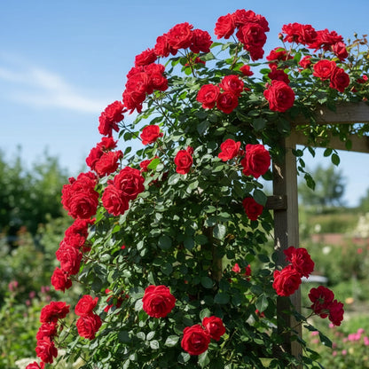 Red Climbing Rose Flower Seeds for Planting – Vertical Garden Blooms