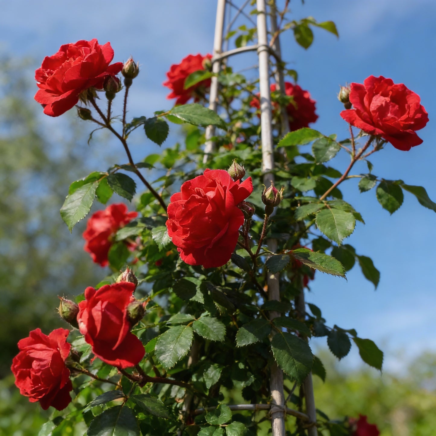 Red Climbing Rose Flower Seeds for Planting – Vertical Garden Blooms