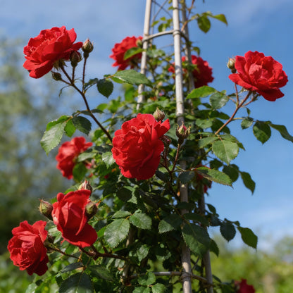 Red Climbing Rose Flower Seeds for Planting – Vertical Garden Blooms