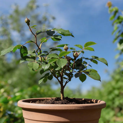 Red Climbing Rose Flower Seeds for Planting – Vertical Garden Blooms