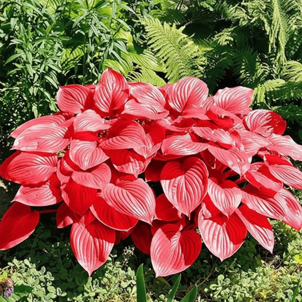Hosta Jardin Lily Seeds for Planting – Shade Loving Ornamental Perennial Plant