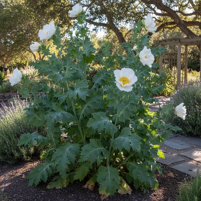 Romneya Coulteri Flower Seeds – Tree Poppy for Planting