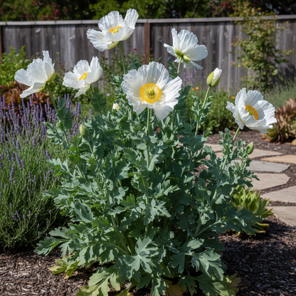Romneya Coulteri Flower Seeds – Tree Poppy for Planting