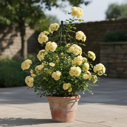 Rosa Banksiae Flower Seeds for Planting – Lady Banks Yellow Climbing Rose Seeds
