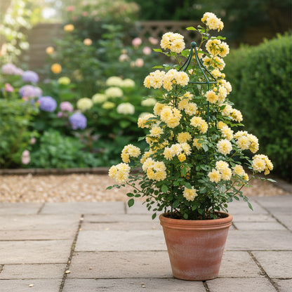 Rosa Banksiae Flower Seeds for Planting – Lady Banks Yellow Climbing Rose Seeds