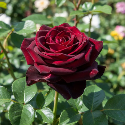 Black Rose with Red Edge Flower Seeds for Planting – Exotic Perennial Blooms