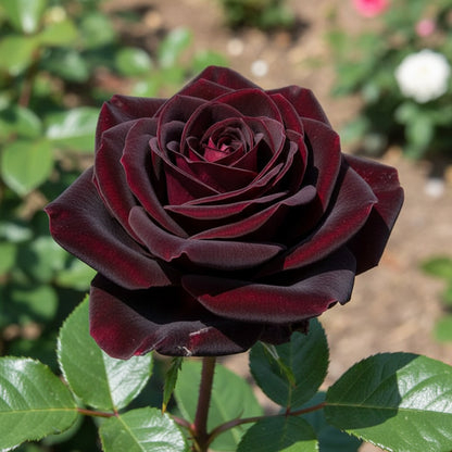 Black Rose with Red Edge Flower Seeds for Planting – Exotic Perennial Blooms