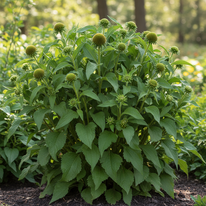 Rudbeckia Hirta Sahara Flower Seeds for Garden Planting