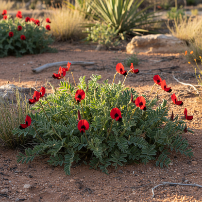 Sturt’s Desert Pea Flower Seeds for Planting