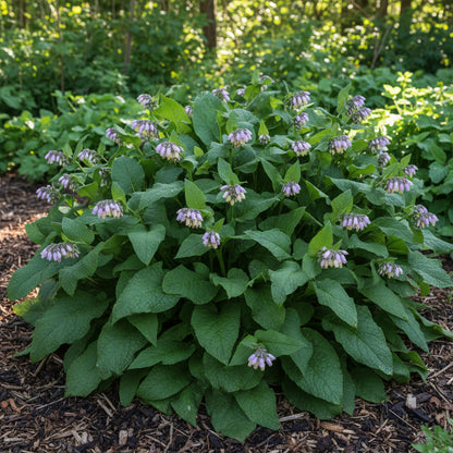 Symphytum Comfrey Flower Seeds – Perennial for Planting