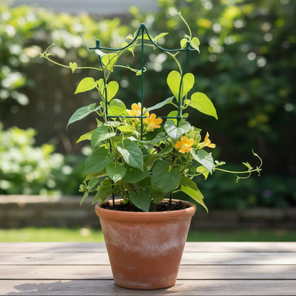 Telosma Cordata Seeds for Planting (Evergreen Fragrant Climber Flower)