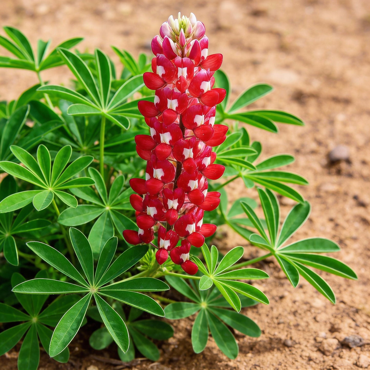 Maroon Red Texas Bluebonnet Seeds – Exotic Ornamental Wildflower