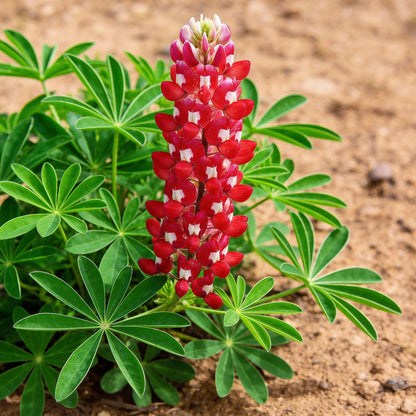 Maroon Red Texas Bluebonnet Seeds – Exotic Ornamental Wildflower