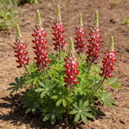 Maroon Red Texas Bluebonnet Seeds – Exotic Ornamental Wildflower