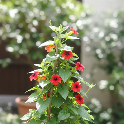 Red Thunbergia Flower Seeds for Planting (Thunbergia alata) – Vibrant Climbing Ornamental Flower