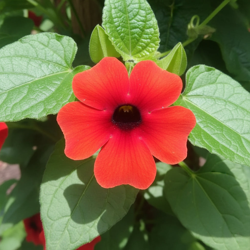Red Thunbergia Flower Seeds for Planting (Thunbergia alata) – Vibrant Climbing Ornamental Flower
