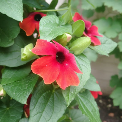 Red Thunbergia Flower Seeds for Planting (Thunbergia alata) – Vibrant Climbing Ornamental Flower