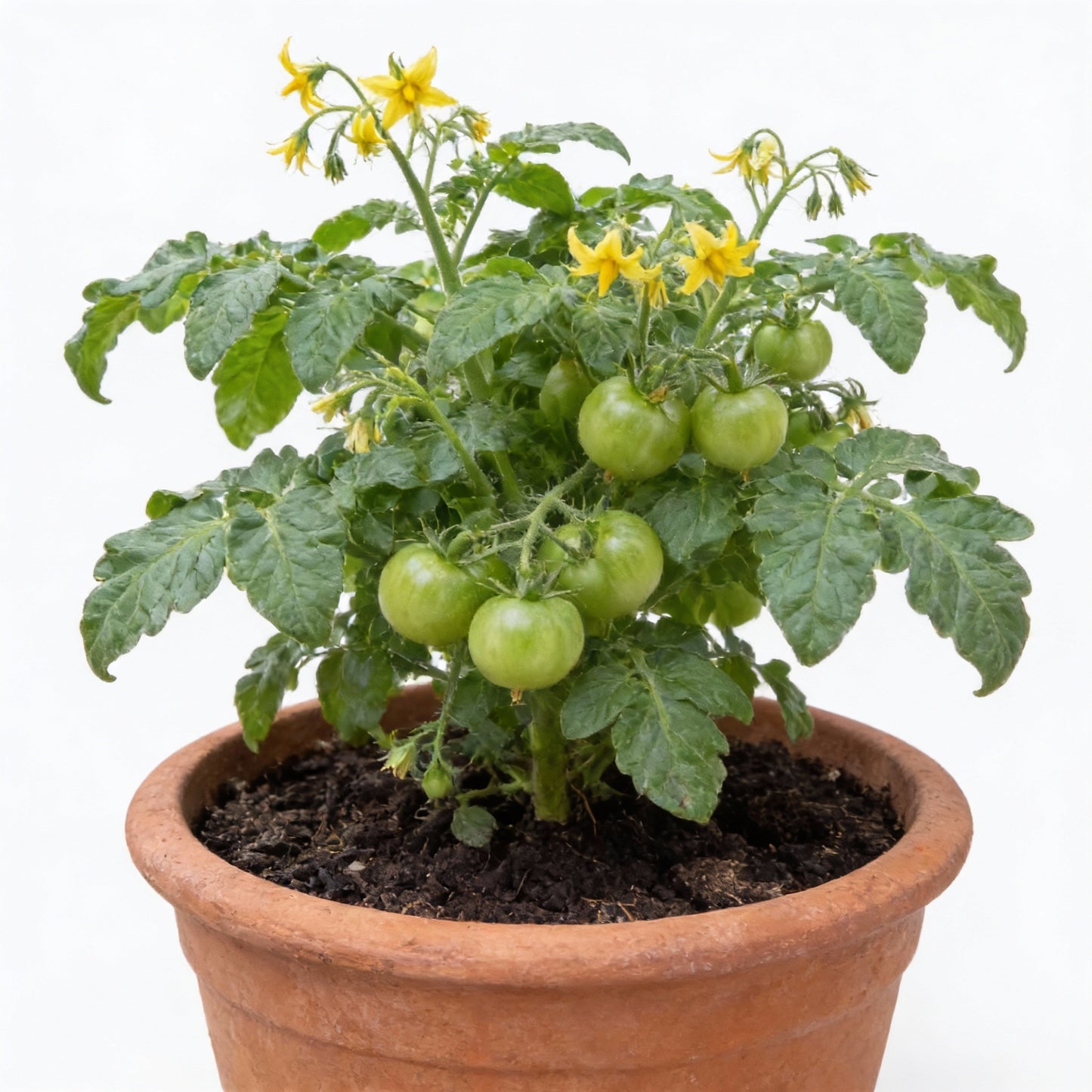 Tomato Berkley Tie Dye Seeds for Planting – Organic Gardening Seeds