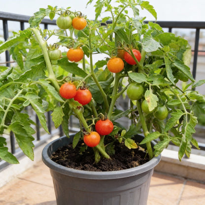 Sungold Tomato Seeds for Planting – Sweet Flavorful Cherry Tomatoes
