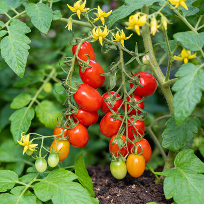 Roma VF Tomato Seeds for Planting – Disease-Resistant Paste Tomato
