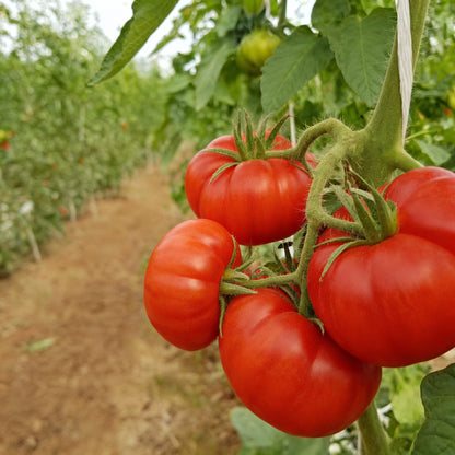 Marmande Tomato Seeds for Planting – Large Tomatoes for Your Garden