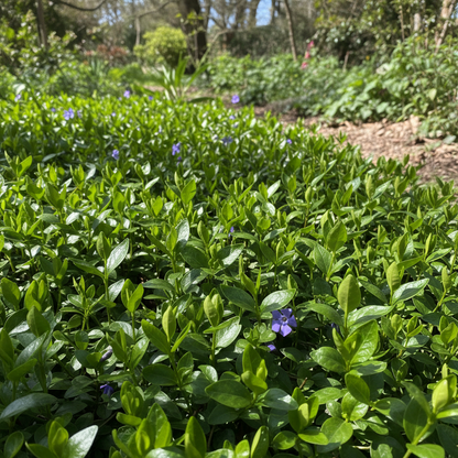 Vinca Pacifica XP Mix Flower Seeds - Vinca Flower Seeds for Garden
