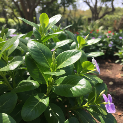 Vinca Periwinkle Flower Seeds for Garden Planting