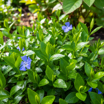 Vinca Periwinkle Flower Seeds for Garden Planting