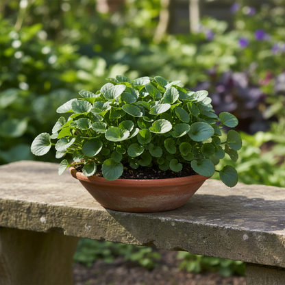 Viola Back to Black Seeds