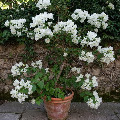 White Bougainvillea Flower Seeds for Planting