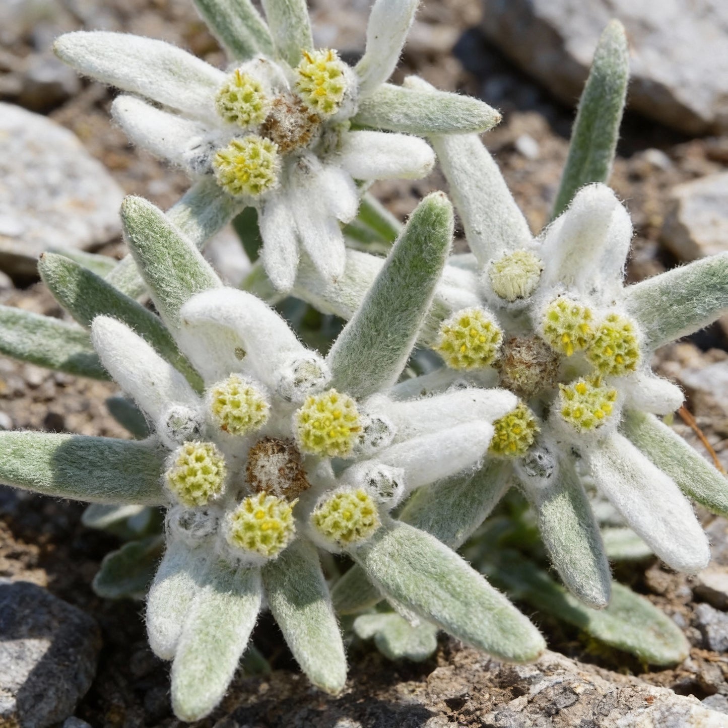 White Edelweiss Flower Seeds – Exotic Alpine Ornamental Bloom
