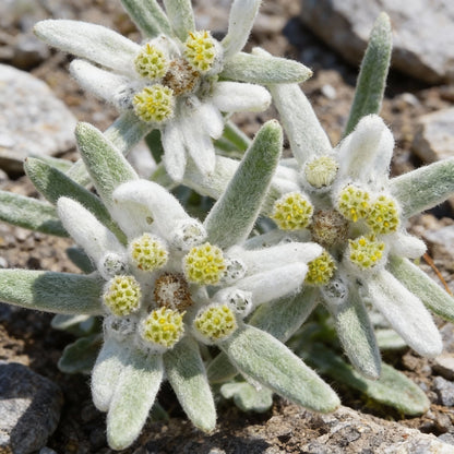 White Edelweiss Flower Seeds – Exotic Alpine Ornamental Bloom