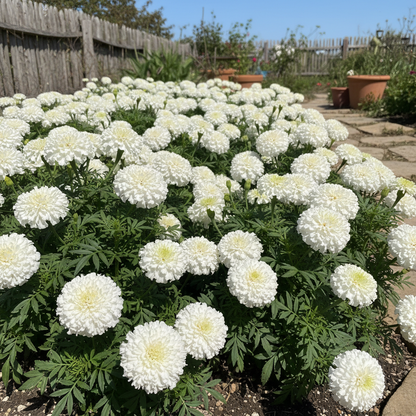 White Marigold Flower Seeds for Planting