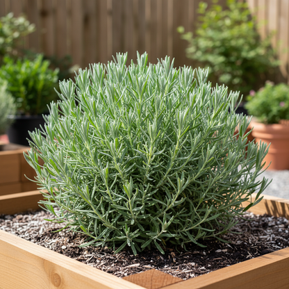 Hardy Early-Blooming Lavender Seeds for Planting – Classic Fragrance
