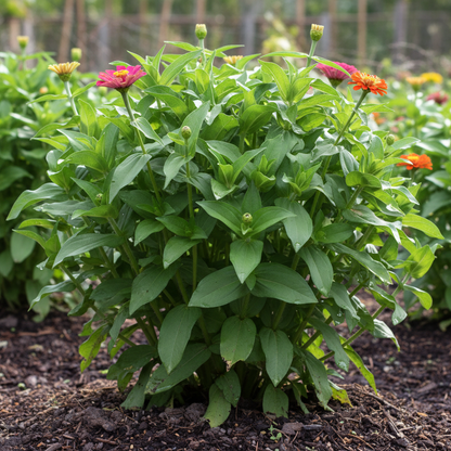 Super Giant Zinnia Mix Flower Seeds - Zinnia Flower Seeds for Garden