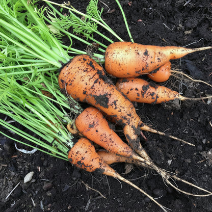 Red Cored Chantenay Carrot Seeds - Heirloom Sweet Crisp Carrot Seeds for Home Garden